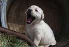 Labrador retriever puppies Art Print